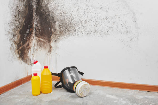 Best Residential Mold Removal  in Middletown, NY