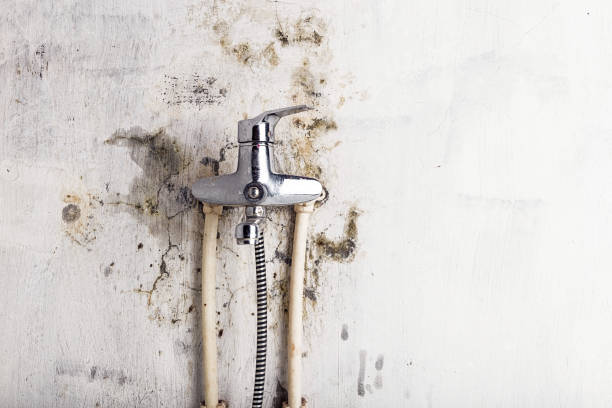 Best Home Mold Removal  in Middletown, NY