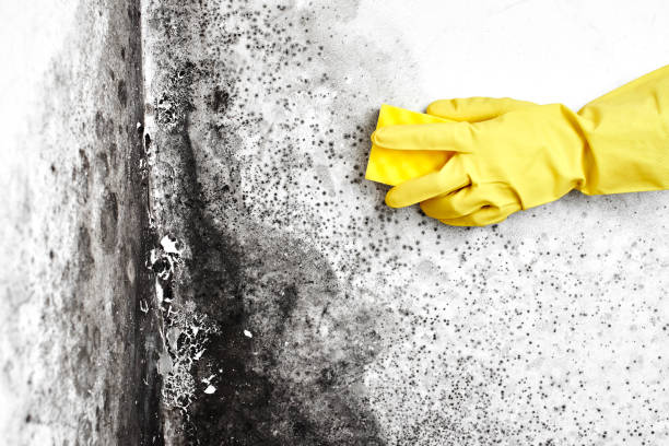 Mold Removal and Inspection in Middletown, NY