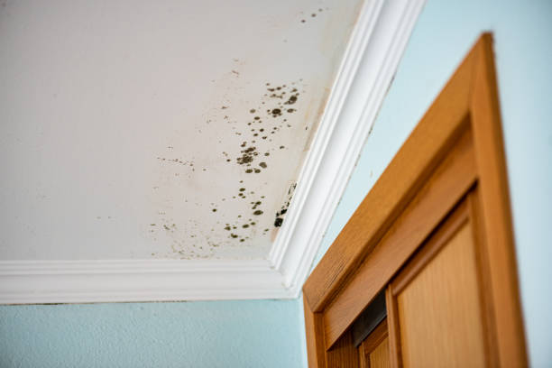 Reliable Middletown, NY Mold Removal Solutions