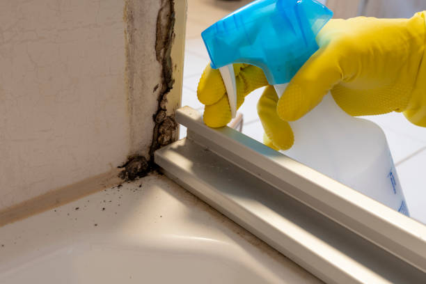 Best Attic Mold Removal  in Middletown, NY