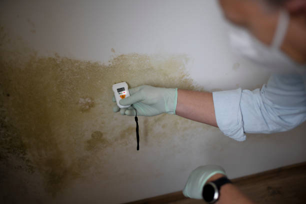 Best Mold Cleaning Services  in Middletown, NY