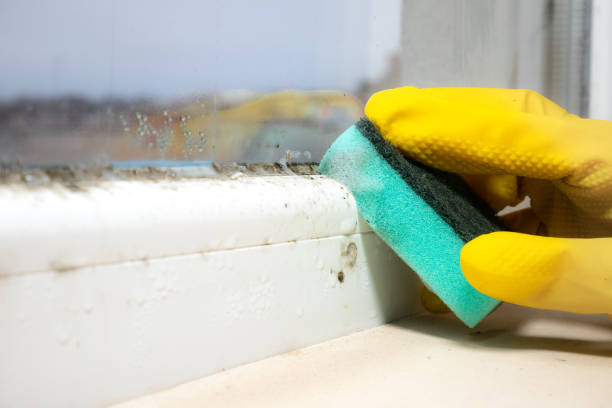 Best Same-Day Mold Removal  in Middletown, NY