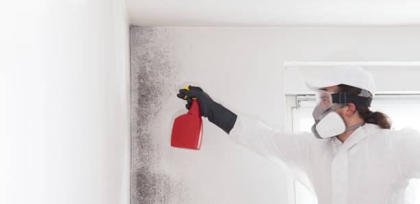 Best Toxic Mold Removal  in Middletown, NY