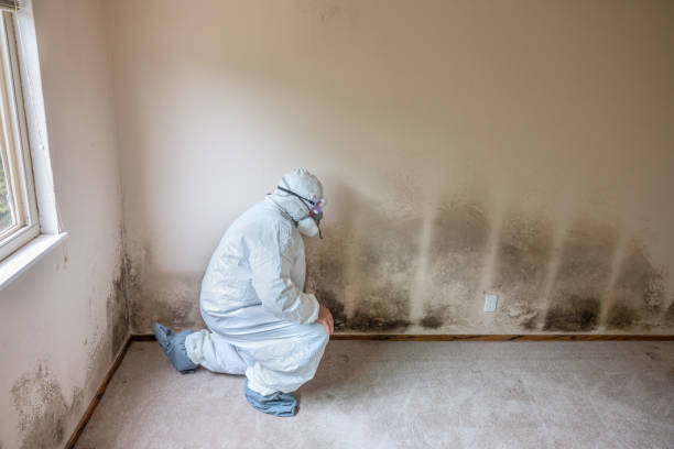 Best Emergency Mold Removal  in Middletown, NY